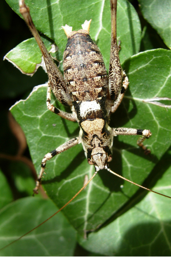 Antaxius (Chopardius) pedestris